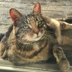 Meet your Posher, Rose